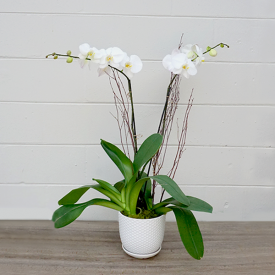 Fresh Potted Orchid